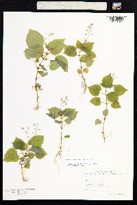 Circaea alpina image