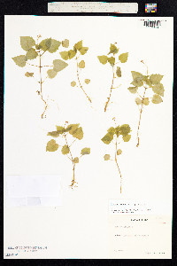 Circaea alpina image