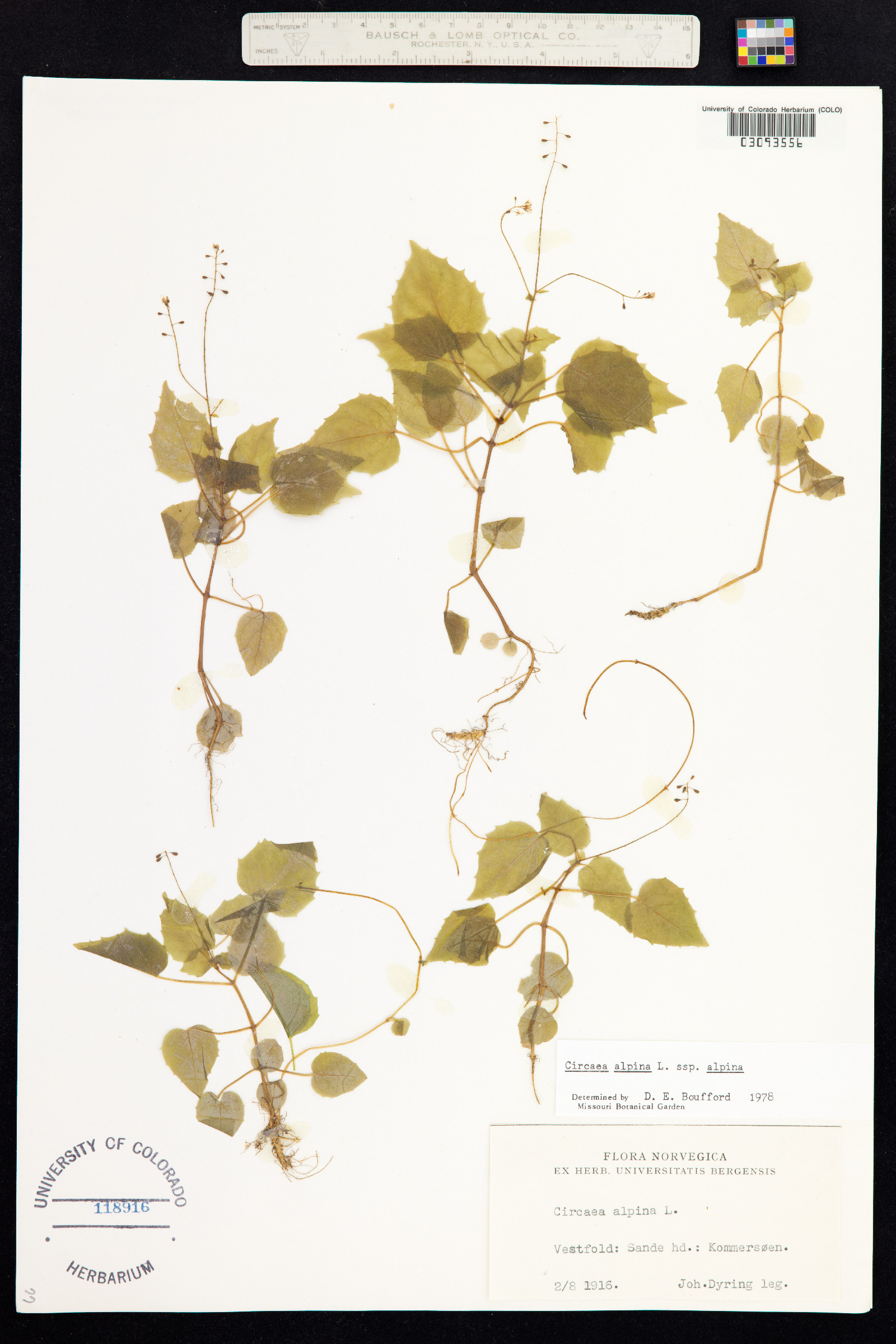 Circaea alpina image