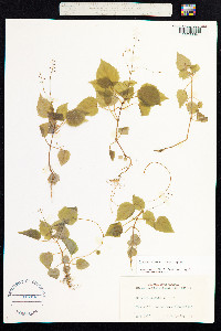 Circaea alpina image