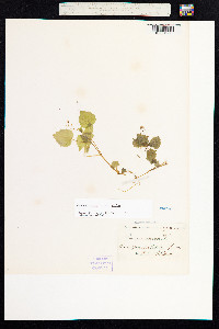 Circaea alpina image