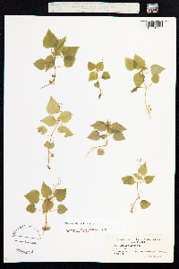 Circaea alpina image