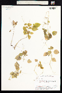 Circaea alpina image