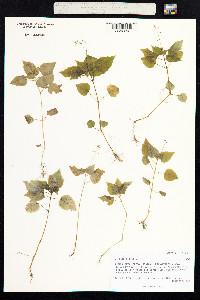 Circaea alpina image
