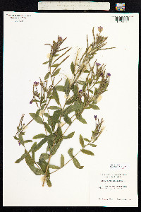 Epilobium hirsutum image