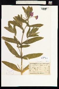 Epilobium hirsutum image