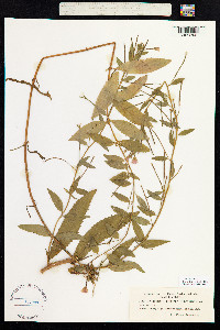 Epilobium hirsutum image