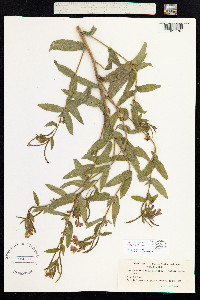 Epilobium hirsutum image