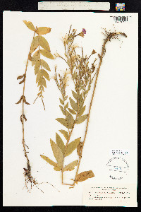 Epilobium hirsutum image