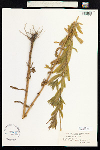 Epilobium hirsutum image