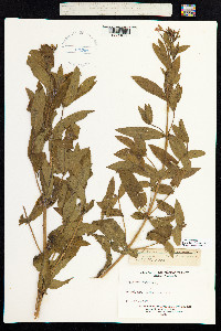 Epilobium hirsutum image