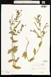 Epilobium hirsutum image