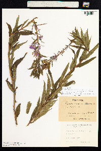 Chamerion angustifolium image