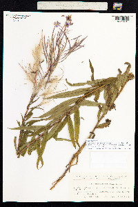 Chamerion angustifolium image