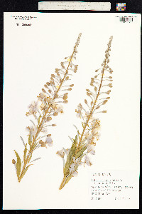 Chamerion angustifolium image