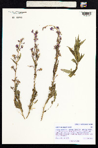 Chamerion angustifolium image