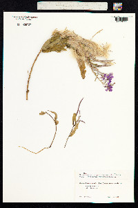 Chamerion angustifolium image
