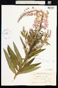 Chamerion angustifolium image