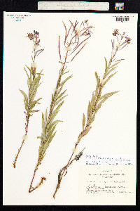 Chamerion angustifolium image