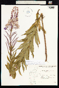 Chamerion angustifolium image