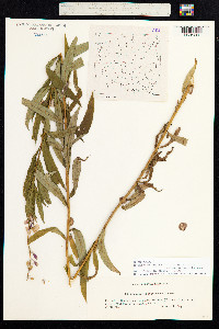 Chamerion angustifolium image