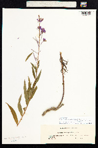 Chamerion angustifolium image