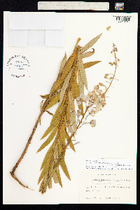 Chamerion angustifolium image