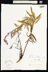 Chamerion angustifolium image