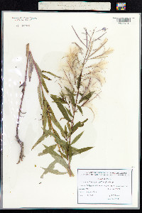 Chamerion angustifolium image
