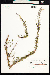 Chamerion angustifolium image