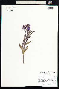 Chamerion latifolium image