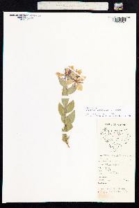 Chamerion latifolium image