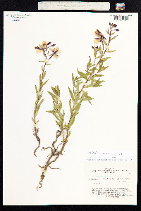 Chamerion latifolium image