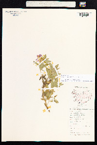 Chamerion latifolium image