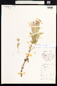 Chamerion latifolium image