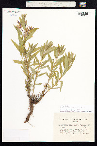 Chamerion latifolium image