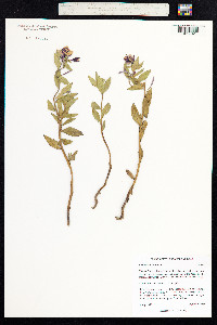 Chamerion latifolium image