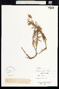 Chamerion dodonaei image