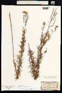 Chamerion dodonaei image