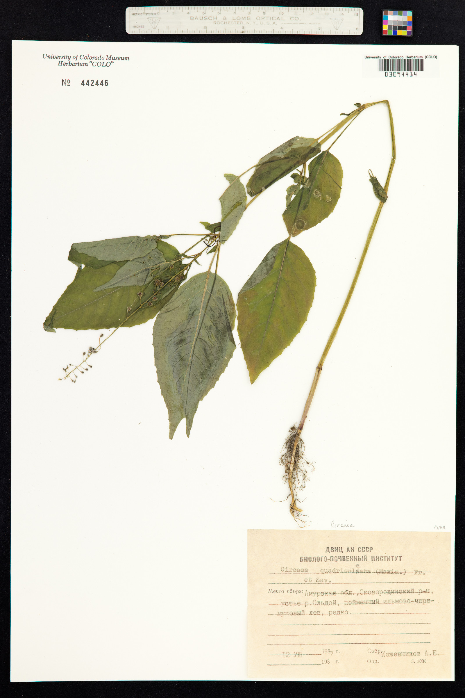 Circaea quadrisulcata image