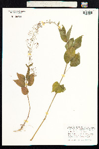 Circaea lutetiana image