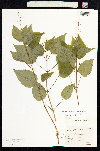 Circaea lutetiana image