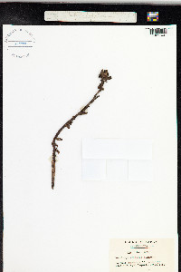 Monotropa uniflora image