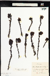 Hypopitys monotropa image