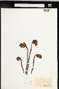 Hypopitys monotropa image