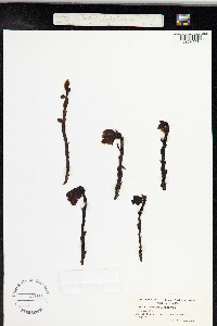 Hypopitys monotropa image