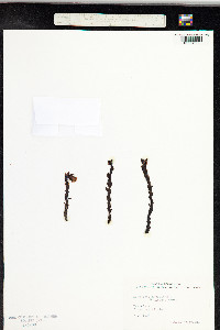 Hypopitys monotropa image