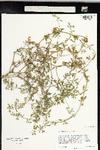 Mollugo verticillata image