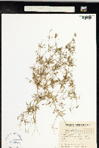 Mollugo verticillata image