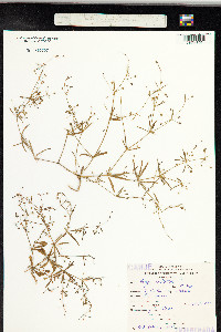 Mollugo verticillata image